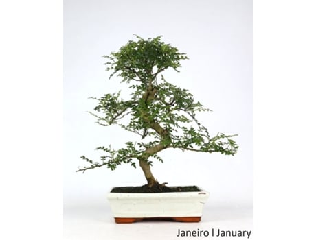 Bonsai Operculicarya de 10 Anos LUSO BONSAI