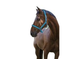 Halter Norton Fluo