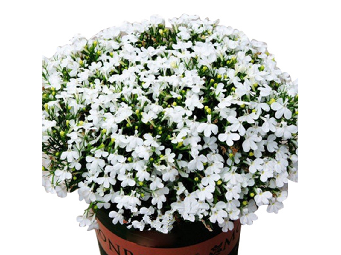 Sementes de Rosa Bonsai para Vaso S/MARCA