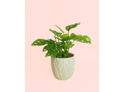 Monstera Adansonii Com Vaso De Cerâmica | Planta Natural De Interior Resistente E Purificadora | Pur Plant