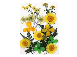 1 Conjunto De Flores Prensadas Allinless