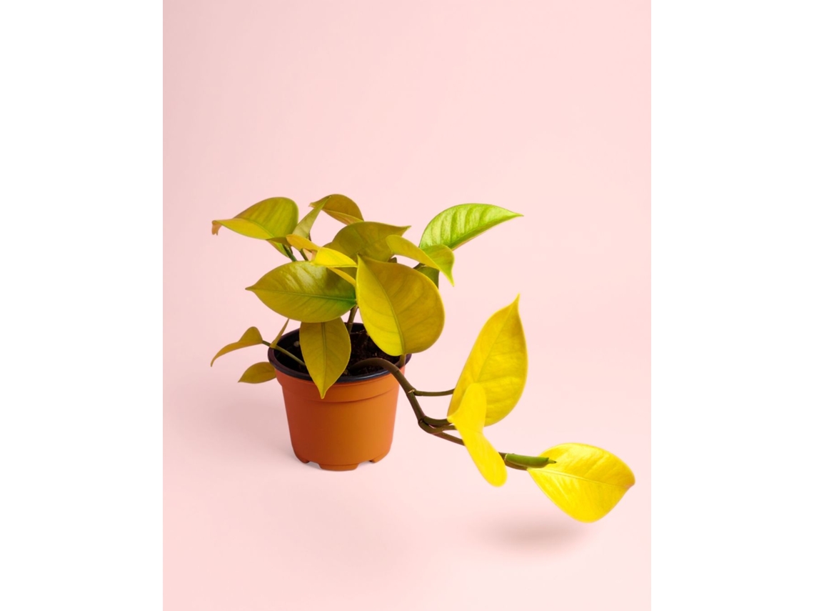 Philodendron Lime | Planta Natural De Interior Tropical E Resistente | Pur Plant
