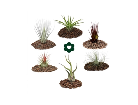 6 Tillandsias Diferentes Num Conjunto EXOTENHERZ