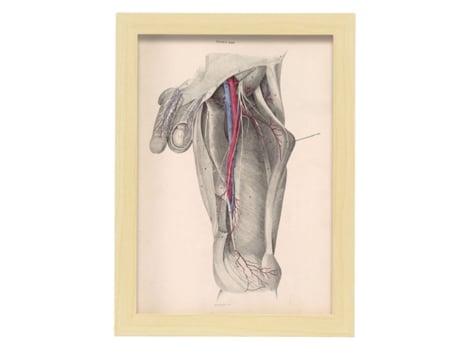 Pôster De NACNIC De Dissecção Central Ilustrações Decorativas De Anatomia E Medicina Em Estilo Vintage Tamanho A3 Com Quadro Preto