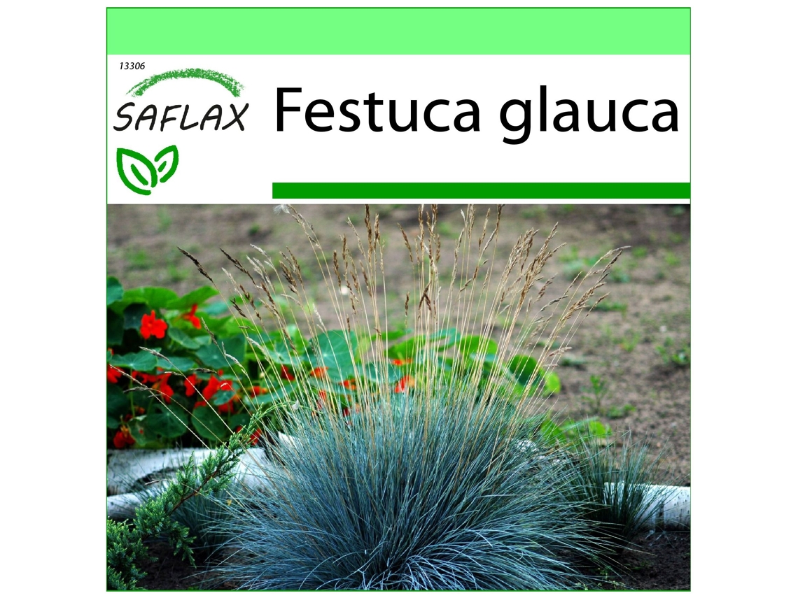 SAFLAX Garden To Go Grama de Festuca Azul Festuca Glauca 50 Sementes com Vaso Tampa Climática e Substrato de Cultivo