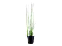 Eleocharis Montevidensis
