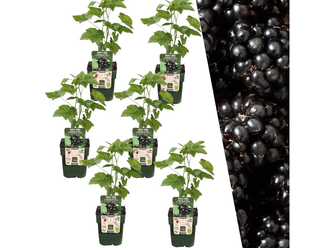 Plants by Frank | 6 plantas de amora | 100 plantas frutíferas orgânicas | Amoras | Plantas de jardim | Plantas resistentes para o jardim