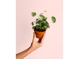 Mimosa Púdica com Vaso de Terracota - Planta Sensitiva - PUR PLANT