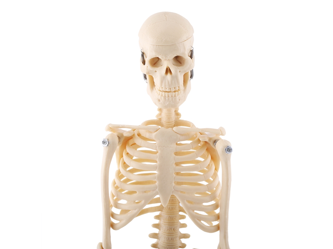 Modelo Anatomico De Esqueleto Humano 1 Pieza Herramienta De Ensenanza Medica Con Base