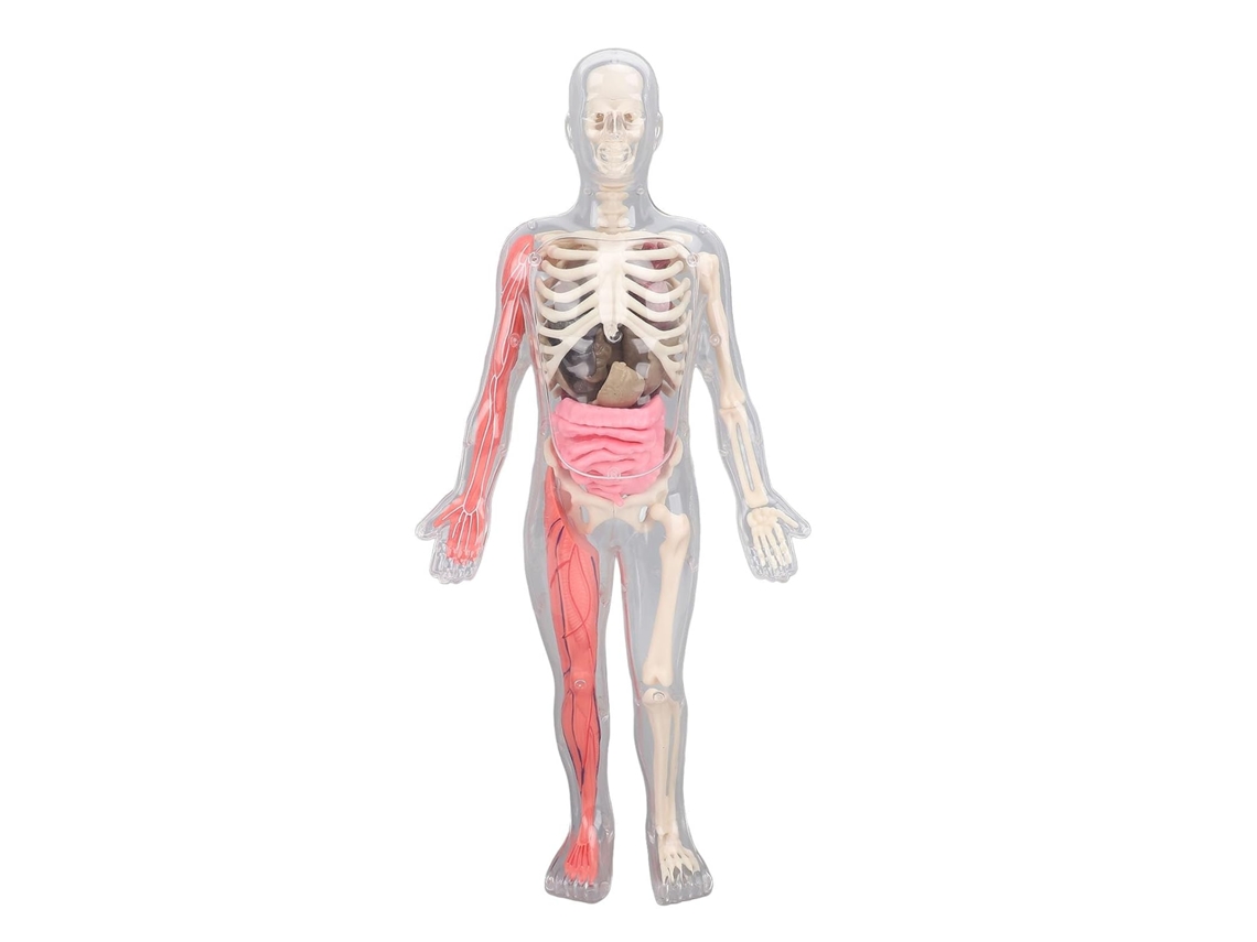 Kit De Ciências Interativo Eujgoov Com Modelo Do Corpo Humano Que Brilha No Escuro Para Crianças E