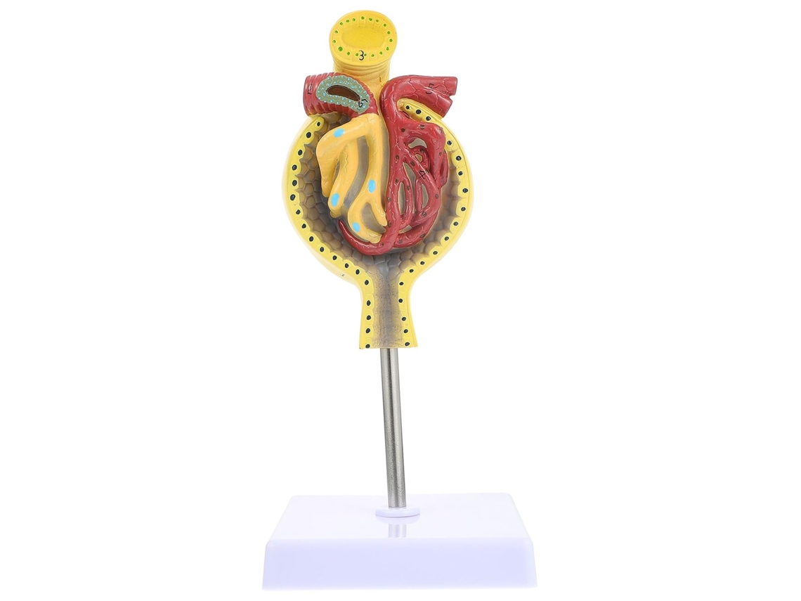 Modelo Anatômico De Glomérulo Humano Com Base (1 Peça) Para Estudantes De Medicina