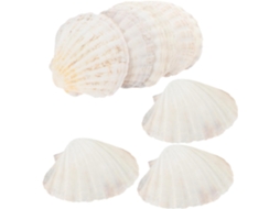 Conjunto de 20 Pratos de Conchas Naturais SFUSHOS