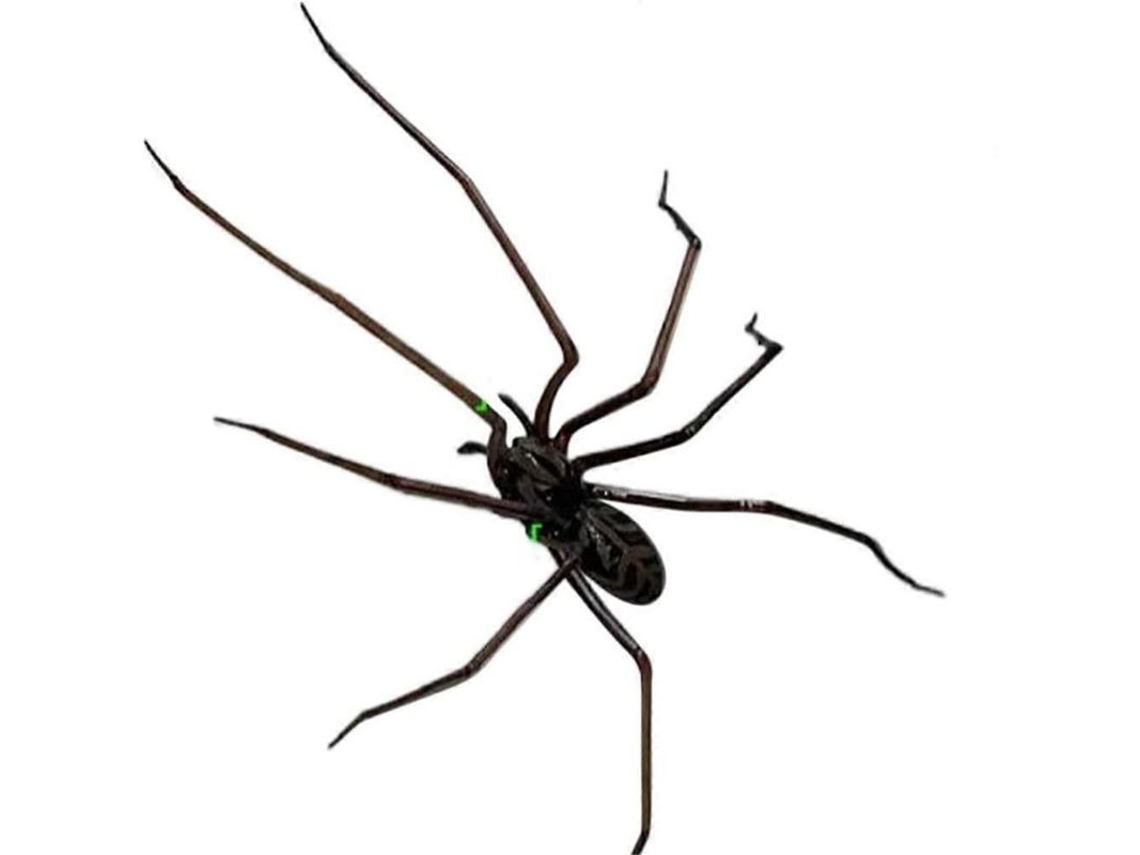 Magnetes De Aranha Assustadoras 3,8 Polegadas - Material Magnético Forte, Reutilizáveis E Detalhes Ultra-realistas