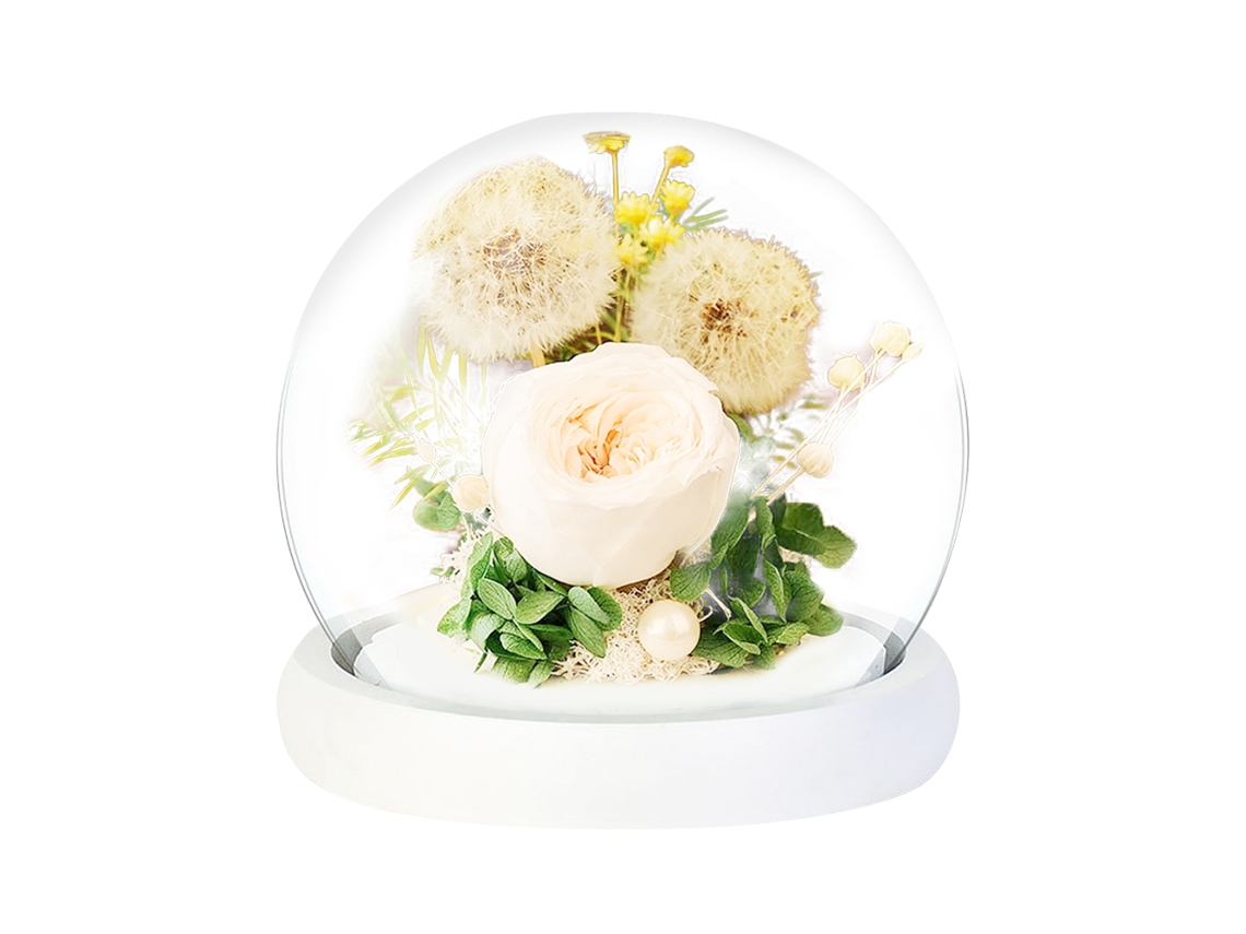 Rosas Eternas Real Dandelion Com Luzes Led Para Dia Dos Namorados Aniversário Presente Elegante Rnemitery