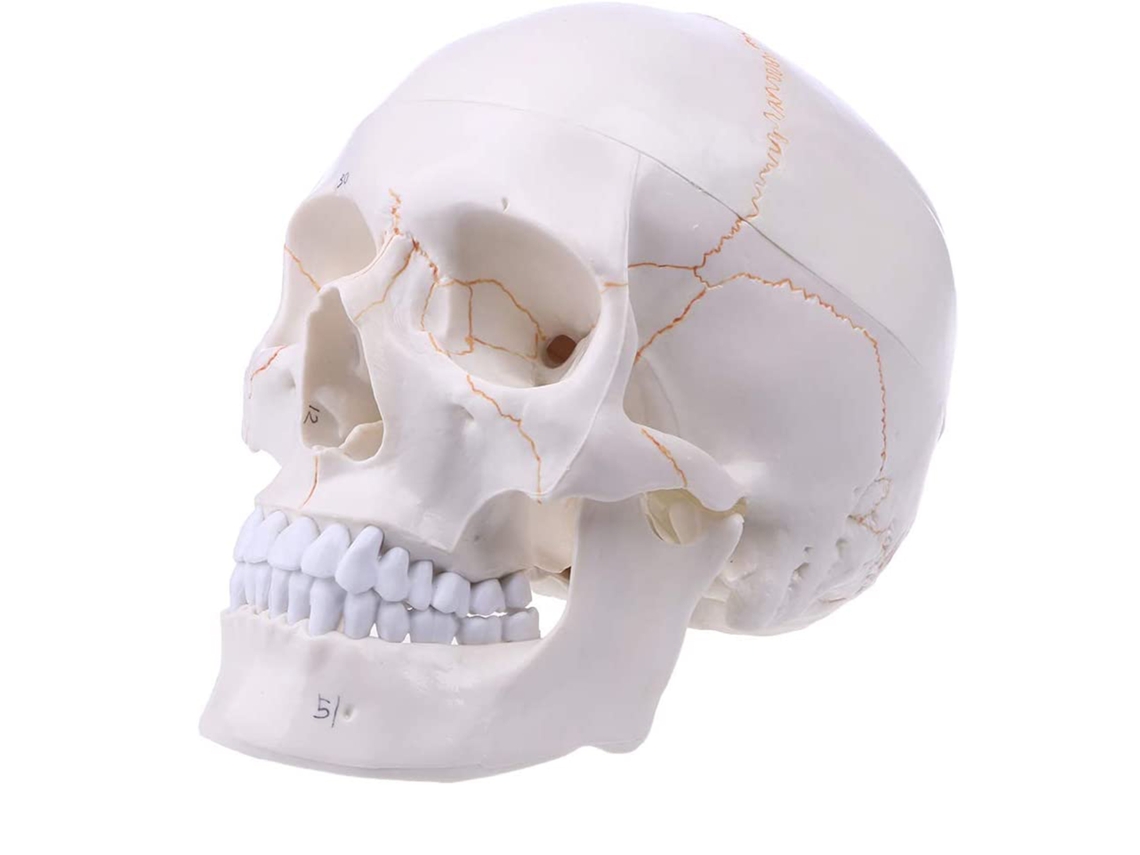 Modelo de Crânio Humano LAXISCREED