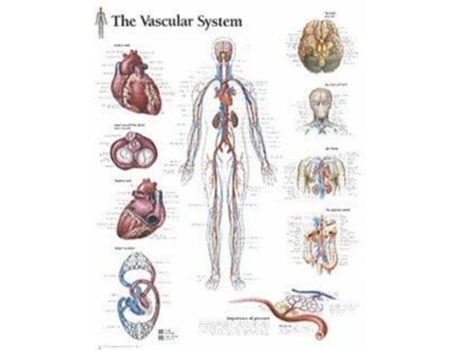 Livro The Vascular System chart Wall Chart de Scientific Publishing (Inglês)