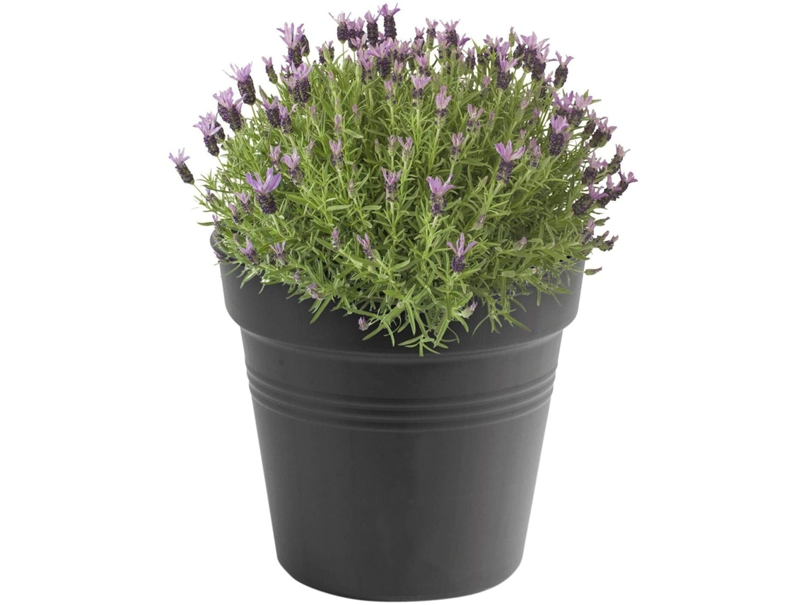JILLIOPER Vaso de Cultivo Green Basics 13 - Cinza Escuro por Dentro e Fora - Ø 17 x A 15,6 cm
