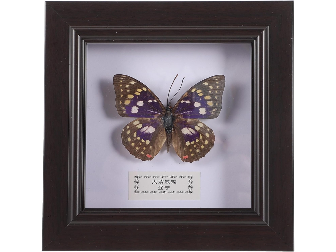 Suporte de Parede para Retrato de Lepidópteros, Réplica Decorativa, Moldura Madeira, Plástico Acrílico, Expositor GOKOCO