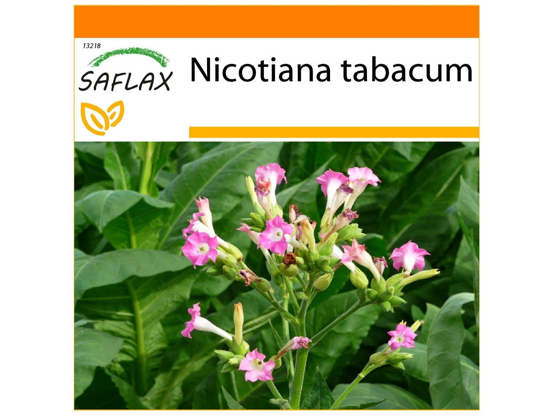 SAFLAX Garden In The Bag Tabaco Virgínia Genuíno Nicotiana Tabacum 250 Sementes com Substrato de Cultivo em Saco Prático e Automontante