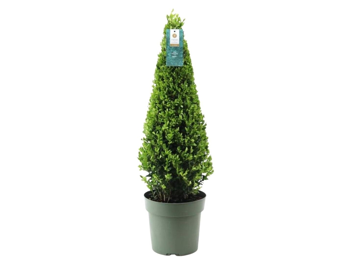Pirâmide de azevinho | 1x Pirâmide Ilex crenata Jenny | 22 cm Ø diâmetro | 55 cm altura | Substituição de buxo | Plantas | Plantas de jardim