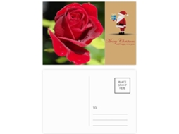 Conjunto de 20 Cartões postais com Rosas Vermelhas Escuras 14,6 X 9,8 Cm