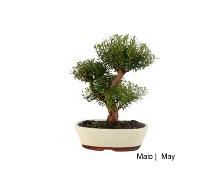 Bonsai Syzigium de 14 Anos LUSO BONSAI