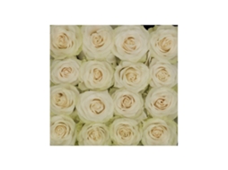 Rosas Variadas | Flor Natural | Ramo De 12 Tallos | 60cm De Alto Blancas Mondial