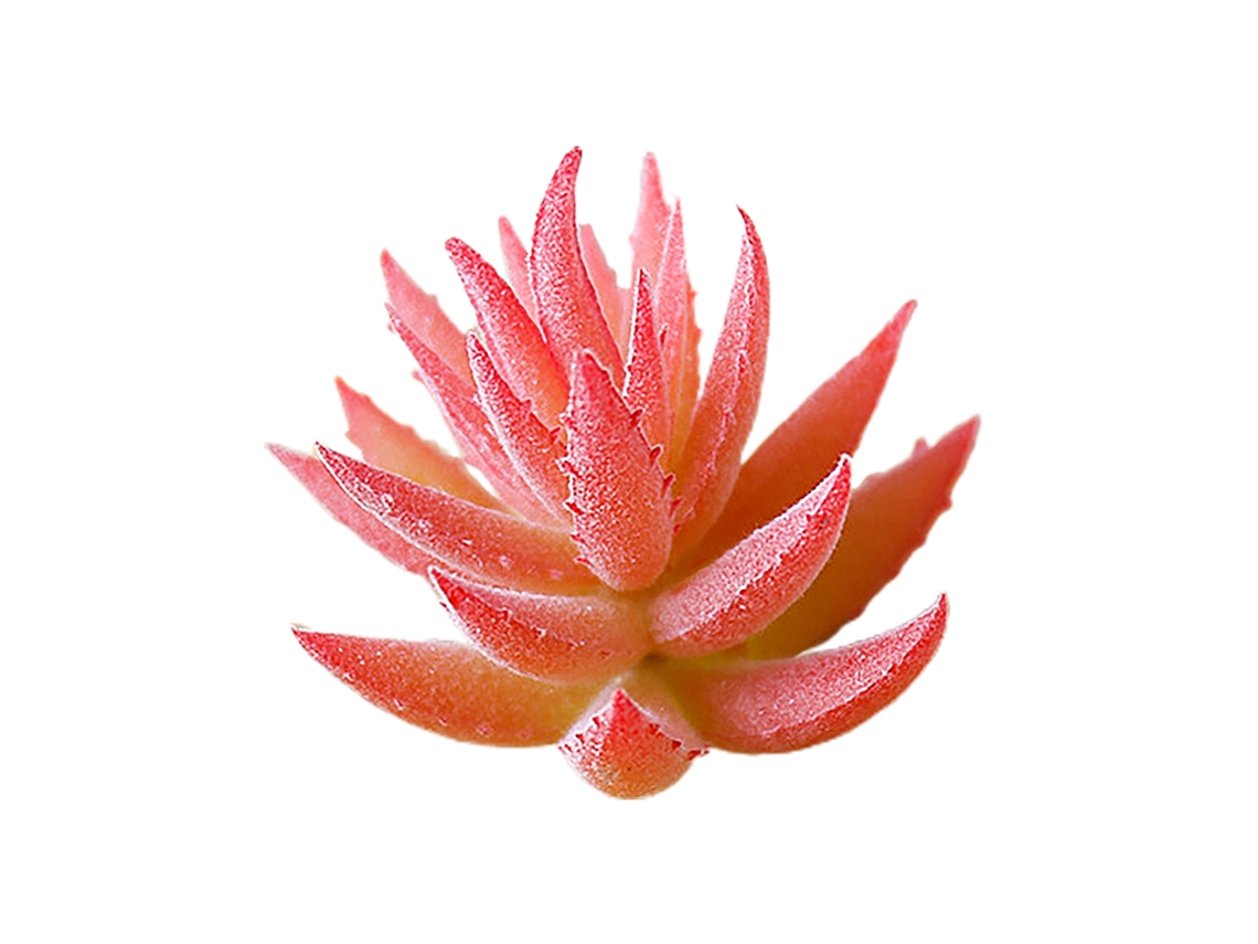 Planta Suculenta Espinhosa Pequena Aloe Vera Plástica Mm051