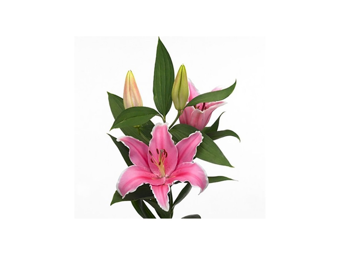 Liliums La | Flor Natural | Ramo De 10 Tallos | 80cm De Alto Oriental Rosa