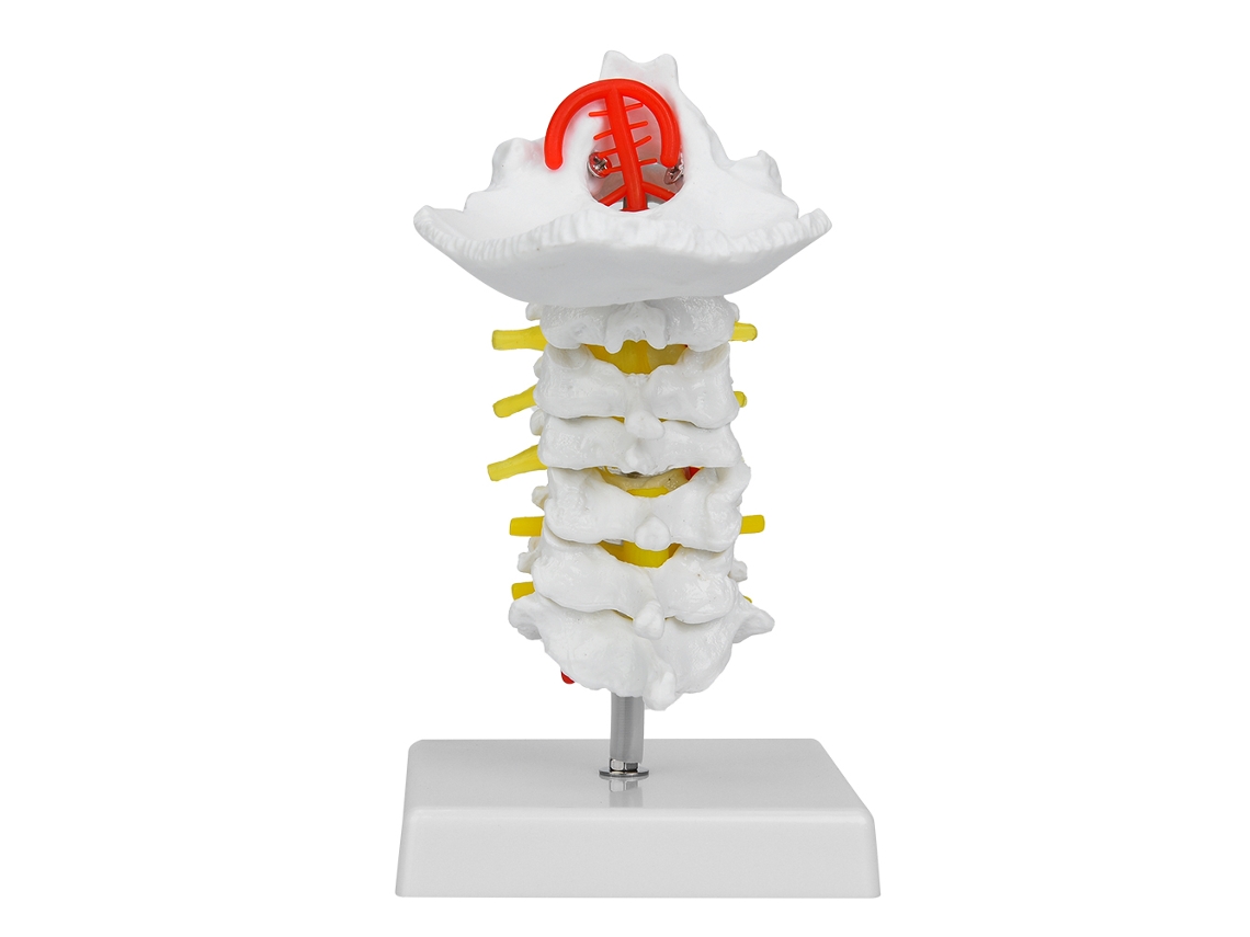 Yuru modelo Anatomico Coluna Cervical Humana 1:1 com Artérias e Nervos para Laboratório Científico e Ensino Médico