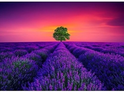 Quebra-cabeça Divertido Para Adultos, 1000 Peças, França - Lavanda, Flor, Mar, Quebra-cabeças De Madeira, Melhor Cérebro (roxo)