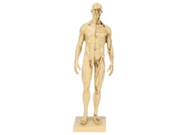 Modelo Anatomia Muscular Masculina para Desenho