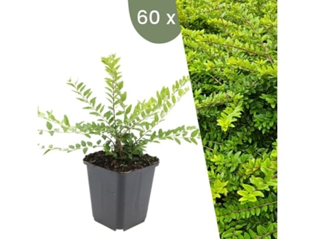 | 60 Plantas De Madressilva | Lonicera Nitida Maigrün | Cobertura Do Solo Hardy | Perenes Hardy | Plantas De Jardim Hardy Plants By Frank