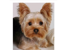 Rhinestone Para Bordado 5d Diy Pintura De Diamantes Ponto Cruz Yorkshire Terrier 30x40cm