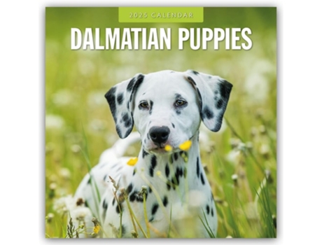 Livro Dalmatian Puppies 2025 Square Wall Calendar de Red Robin (Inglês)