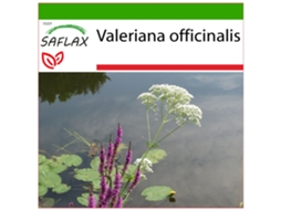 SAFLAX Valeriana Valeriana Officinalis 200 Sementes com Substrato de Cultivo Livre de Germes