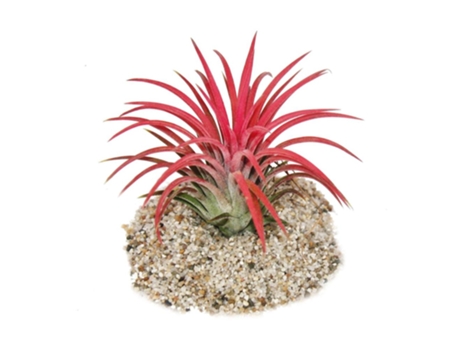 Tillandsia Ionantha Fire Cor Vermelha Intensa EXOTENHERZ