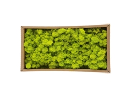 Primerox adesivo de Parede de floresta tropical, PVC removível