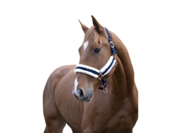 Cabresto para cavalos Norton Confort