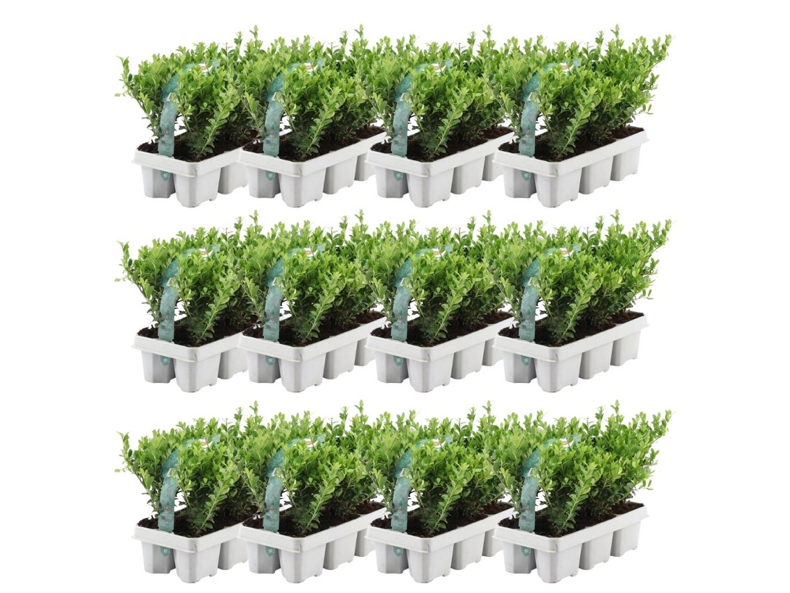 72 Azevinho | Plantas de sebe resistentes | 72 x Ø7 cm - 15 cm Ilex crenata Jenny | Plantas de sebe | Buxo de substituição | Buxo