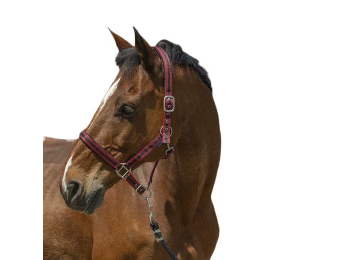 Cabeçada Satine Vermelho Ponynorton Equestrian