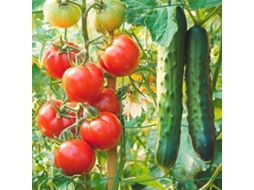 Suporte Para Plantas 1,8 X 1,8 M - Ajuda À Climatização - Suporte Para Jardim - Ondersteio Para Hortaliças - Distância Entre As Fitas 10 Cm - Seguro P