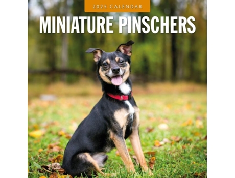Livro Minature Pinschers 2025 Square Wall Calendar de Red Robin (Inglês)