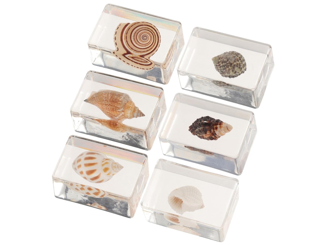Conjunto de 6 Espécimes Marinhos Decorativos em Resina, Conchas Naturais para Ensino Biologia, Decoração Escri