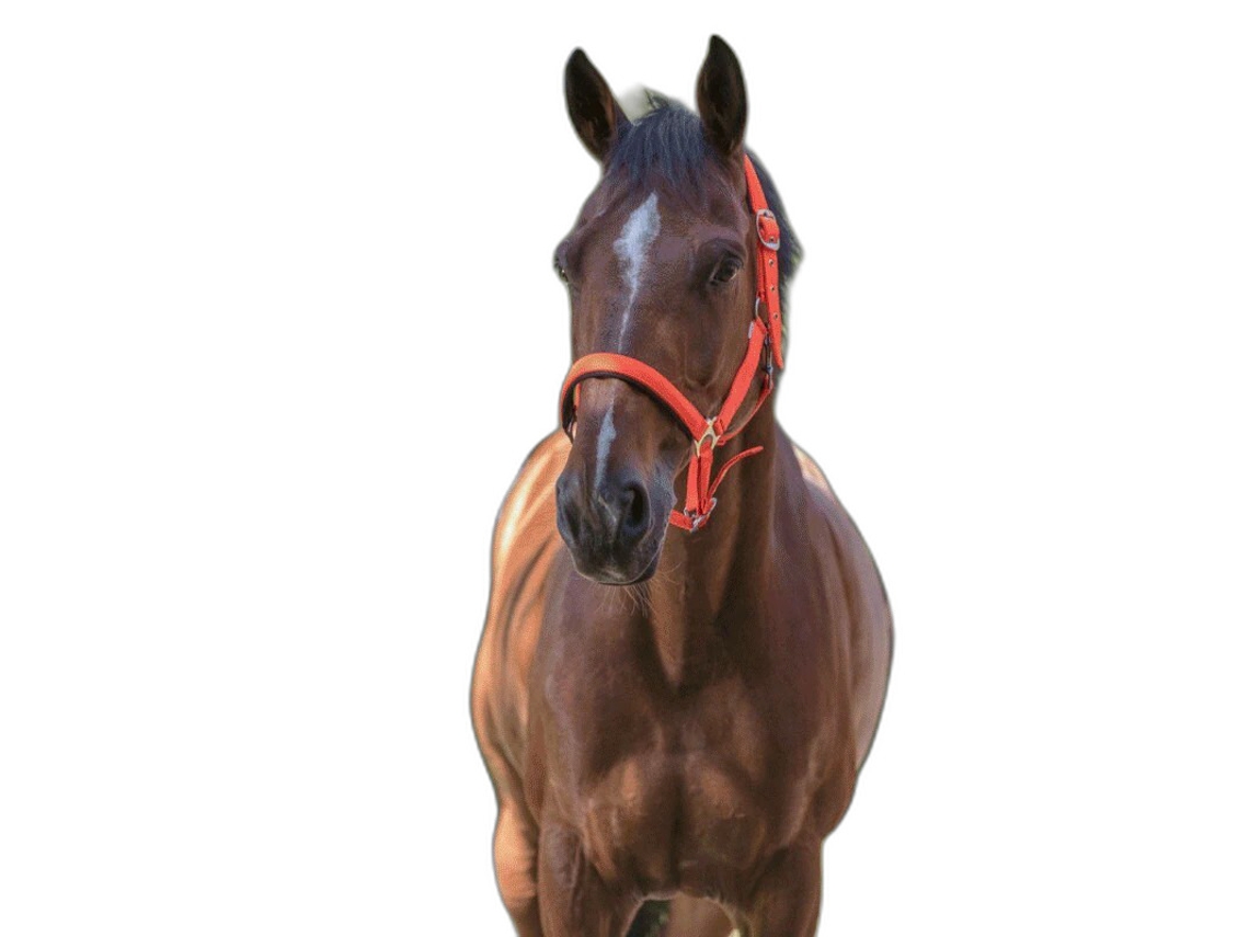 Cabresto para cavalos Norton Fluo