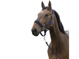 Halter&Lead Large Azul Cobnorton Equestrian