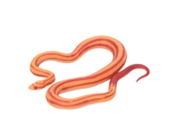 Ats modelo de Serpiente Maíz Simulación Adorno de Escritorio Juguete Educativo para Niños