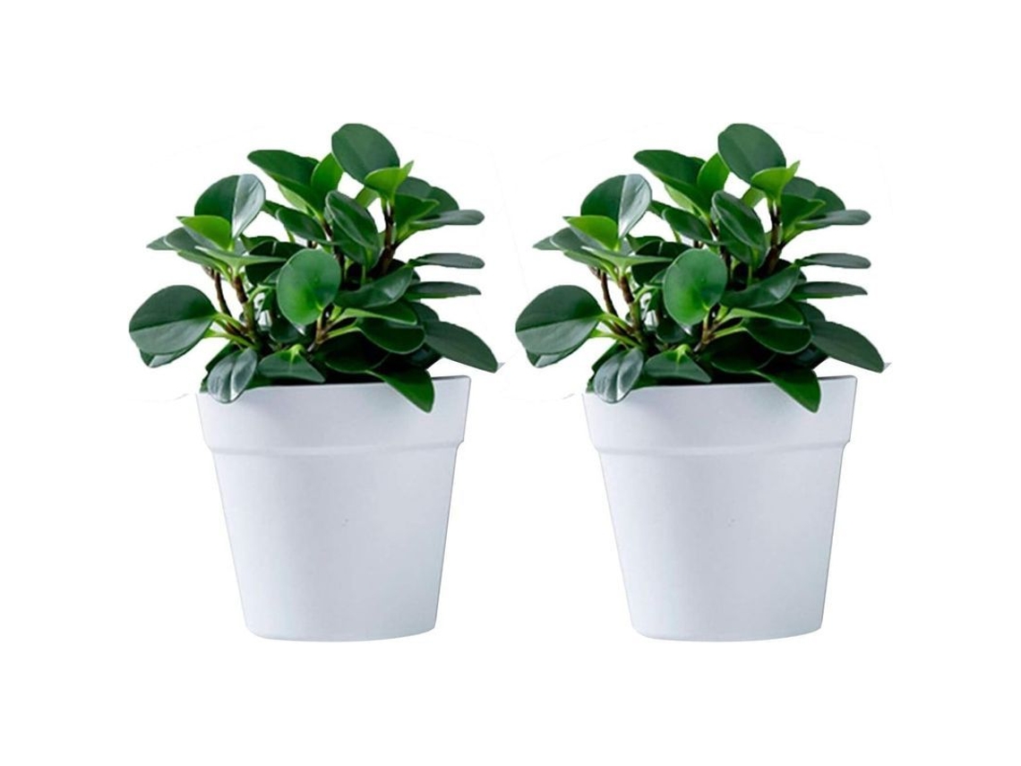 Juego De 2 Macetas De Plástico Colgantes Para Pared Interior/exterior Color Gris
