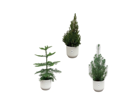 Pacote de Natal Araucaria Sala Pinus Picea Incluindo Maconha Elho 3 Peças 50 Cm EVERSPRING