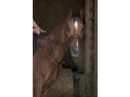 Ring Martingale NORTON PRO